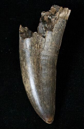 Menacing Tyrannosaur Tooth - Montana #15343